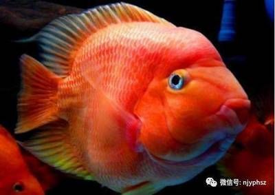 龍魚什么價位比較好養活，金龍魚和銀龍魚的價格區別