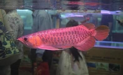 哪里有賣紅龍魚苗的，水族市場紅龍魚苗品種介紹紅龍魚苗養殖技巧有哪些