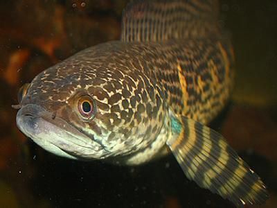 雷龍魚白色，雷龍魚白色品種的市場價格