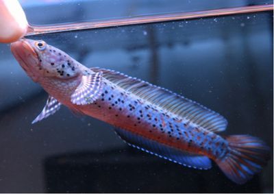 雷龍魚白色，雷龍魚白色品種的市場價格