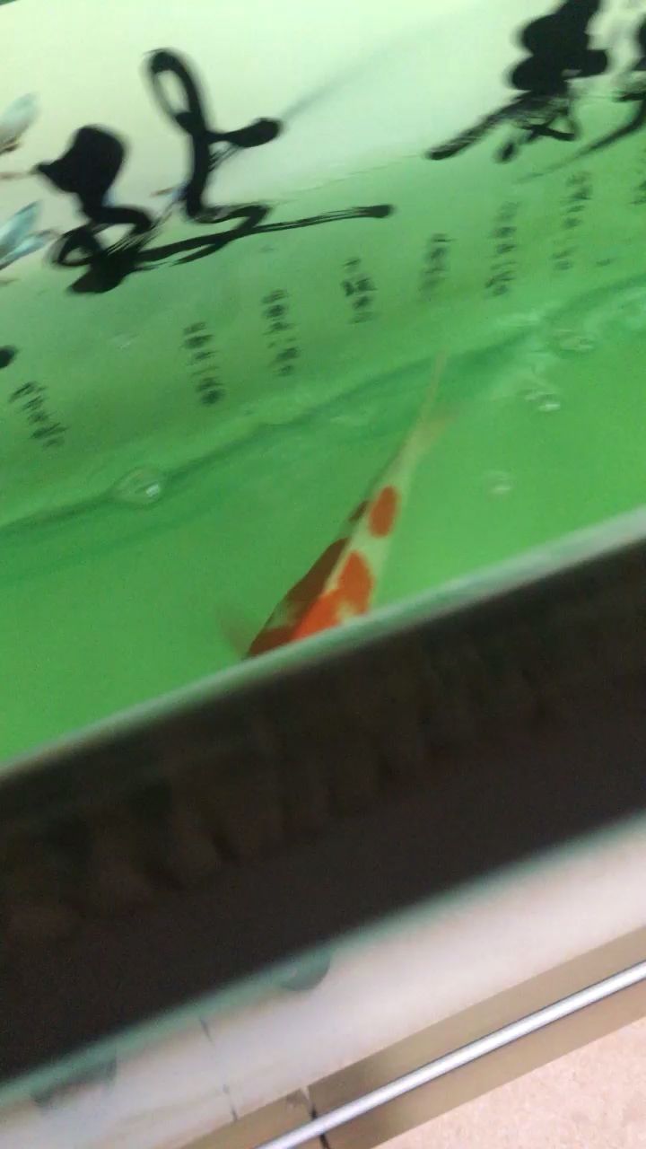 合肥魚缸維修微信群號大全電話（合肥定做魚缸大概要多少錢）