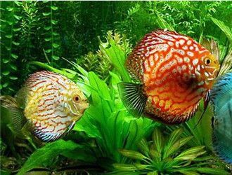七彩和龍魚，七彩龍魚與七彩神仙魚混養(yǎng)指南