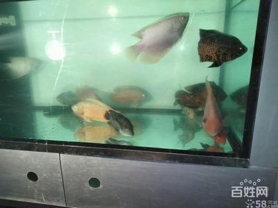 銀龍魚撞缸嘴巴破了怎么辦（銀龍爛嘴應(yīng)該怎么辦）