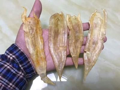 金龍魚膠與其他魚膠的區別是什么，金龍魚膠與其他魚膠的主要區別