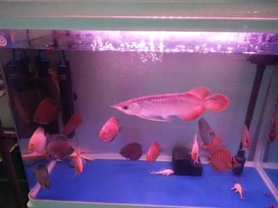 金龍魚紅龍魚哪個好養活，金龍魚適合新手養殖嗎