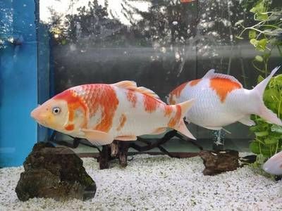白寫錦鯉最佳飼養密度（白寫錦鯉的最佳飼養密度）