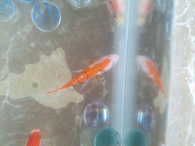 白寫錦鯉最佳飼養密度（白寫錦鯉的最佳飼養密度）