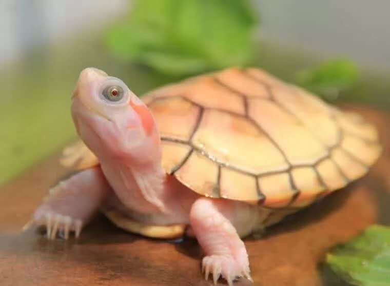 龍魚游著游著往下沉怎么回事：龍魚游著游著往下沉，探尋背后的奧秘與應(yīng)對之策