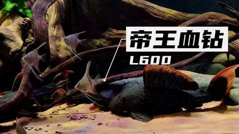 哪里有維修魚缸的師傅啊多少錢（上門修魚缸）