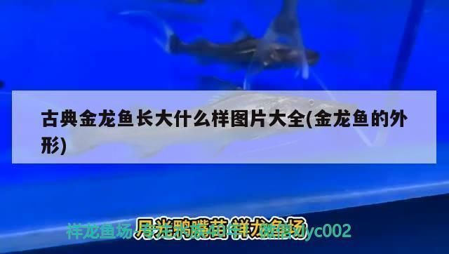 金龍魚長大的樣子（金龍魚成年后的最佳飼養環境如何辨別金龍魚的性別）