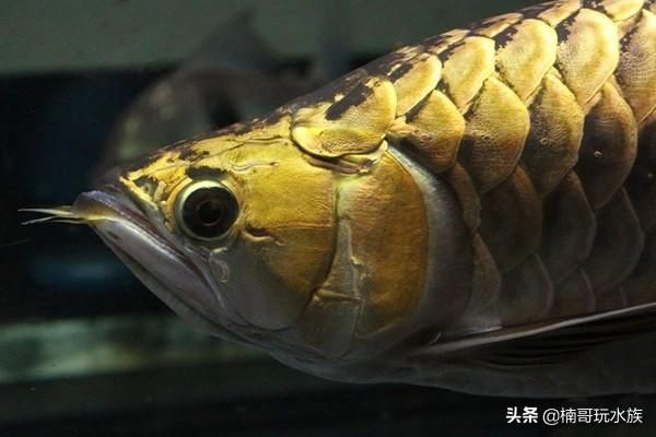 金龍魚寫真照片，金龍魚飼養技巧