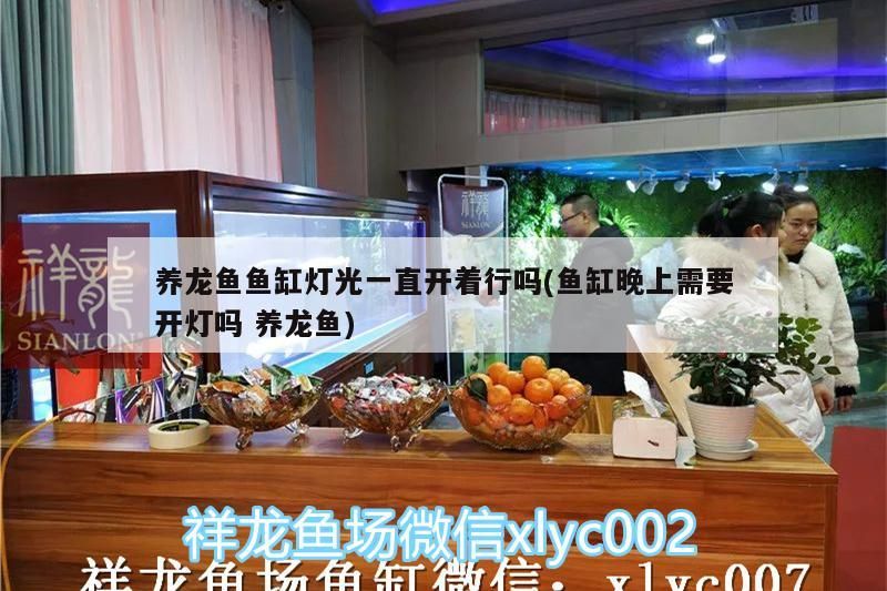 養(yǎng)龍魚魚缸燈光一直開著行嗎(魚缸晚上需要開燈嗎養(yǎng)龍魚)