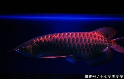 金龍魚幼年多大能長(zhǎng)大，金龍魚幼年大小和成長(zhǎng)潛力受到多種因素影響，飼養(yǎng)條件以及個(gè)體差異
