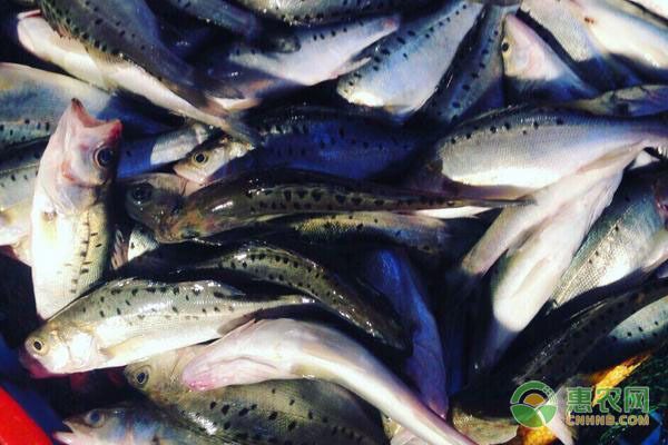金龍魚幼魚喂什么食物長得快，金龍魚幼魚喂食頻率調(diào)整技巧金龍魚幼魚喂食頻率調(diào)整技巧