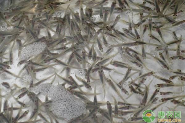 金龍魚幼魚喂什么食物長得快，金龍魚幼魚喂食頻率調(diào)整技巧金龍魚幼魚喂食頻率調(diào)整技巧