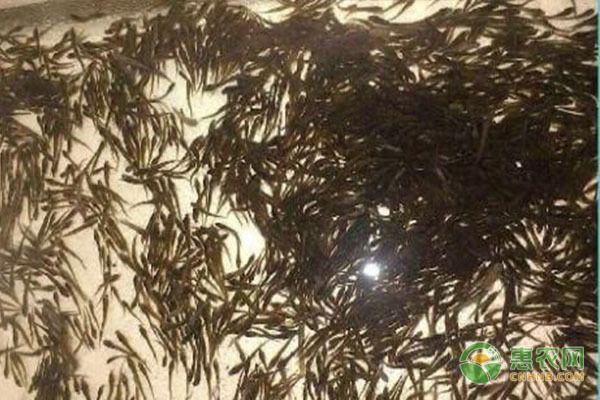 金龍魚幼魚喂什么食物長得快，金龍魚幼魚喂食頻率調(diào)整技巧金龍魚幼魚喂食頻率調(diào)整技巧