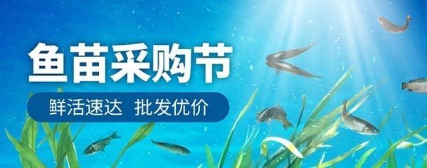 金龍魚幼魚喂什么食物長得快，金龍魚幼魚喂食頻率調(diào)整技巧金龍魚幼魚喂食頻率調(diào)整技巧
