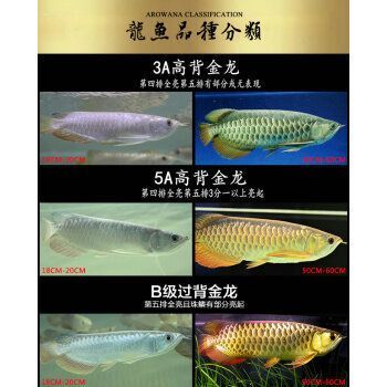 龍魚(yú)小魚(yú)苗（龍魚(yú)小魚(yú)苗價(jià)格會(huì)影響龍魚(yú)小魚(yú)苗的生長(zhǎng)和發(fā)展）