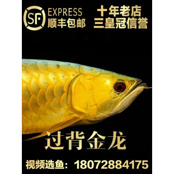 龍魚小魚苗（龍魚小魚苗價格會影響龍魚小魚苗的生長和發展） 龍魚小魚苗（龍魚小魚苗價格會影響龍魚小魚苗的生長和發展） 龍魚百科 第4張