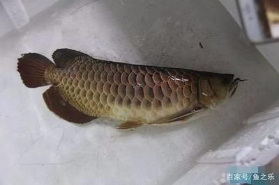 龍魚做手術用什么麻醉，關于龍魚手術麻醉藥物選擇的一些詳細信息