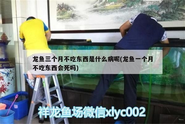 龍魚不吃食什么原因有三個(gè)月了，龍魚不吃食可能由多種因素引起