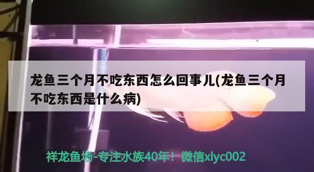 龍魚不吃食什么原因有三個(gè)月了，龍魚不吃食可能由多種因素引起