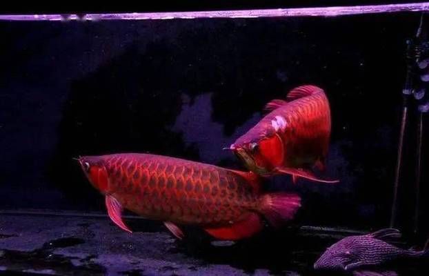 龍魚(yú)組合字，龍魚(yú)組合字在書(shū)法中的應(yīng)用