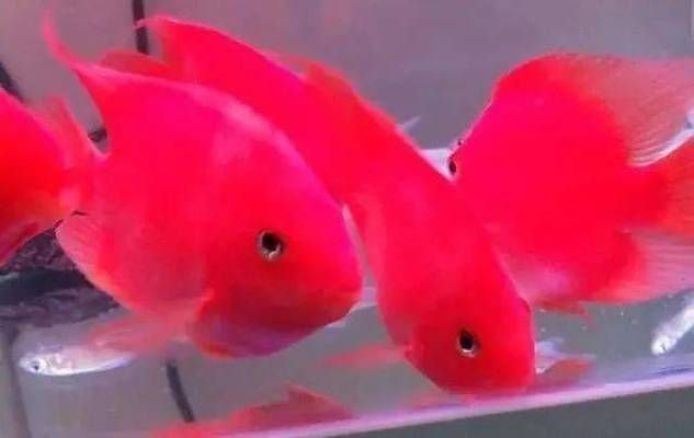 龍魚(yú)組合字，龍魚(yú)組合字在書(shū)法中的應(yīng)用
