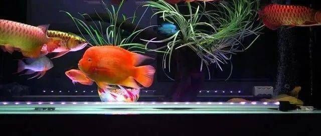 龍魚(yú)組合字，龍魚(yú)組合字在書(shū)法中的應(yīng)用