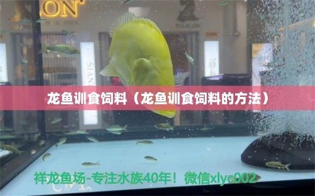 龍魚訓食教學反思簡短總結，關于龍魚訓食教學反思簡短總結