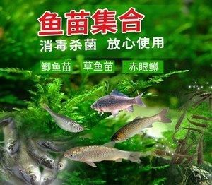 麥穗魚如何處理才能喂龍魚（麥穗魚去內(nèi)臟詳細步驟,龍魚健康飲食搭配）
