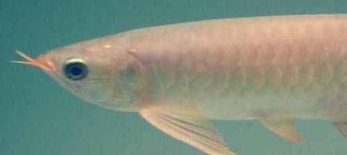 龍魚魚苗多大可以繁殖，如何判斷龍魚性成熟