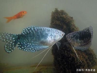 龍魚魚苗多大可以繁殖，如何判斷龍魚性成熟
