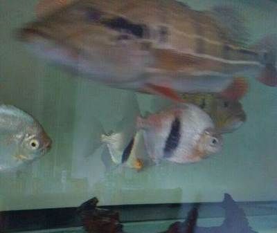 翹頭短身紅龍魚，翹頭短身紅龍魚的繁殖技巧