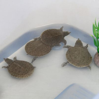 龍魚幼苗如何飼養（龍魚幼苗的飼養方法包括選擇適合的環境、提供充足的食物和溫度）