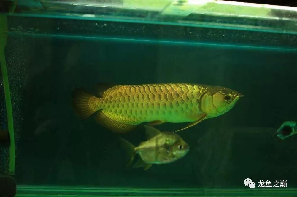 哪種龍魚好看又漂亮又好養，彩虹龍魚的特點