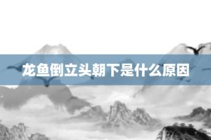 龍魚頭朝上尾朝下是怎么回事，龍魚頭朝上尾朝下的原因