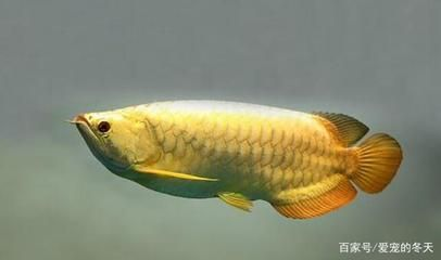 馬來西亞 龍魚（馬來西亞龍魚的價(jià)格因品種、品相、來源等因素而有所不同）