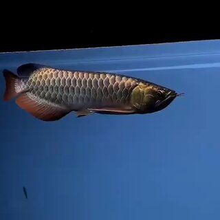 金龍魚用白燈還是紅燈，金龍魚主要使用白燈還是紅燈，金龍魚燈光選擇指南