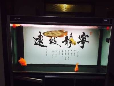 金龍魚長30cm價格，30公分金龍魚價格 金龍魚長30cm價格，30公分金龍魚價格 龍魚百科 第4張