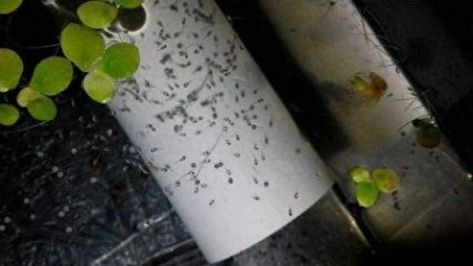 龍魚可以喂草魚嗎