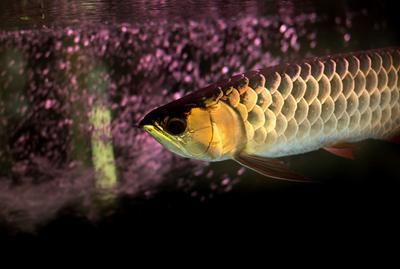 龍魚可以喂草魚嗎