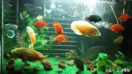 南美魚缸背景圖高清圖（南美魚缸造景效果圖）