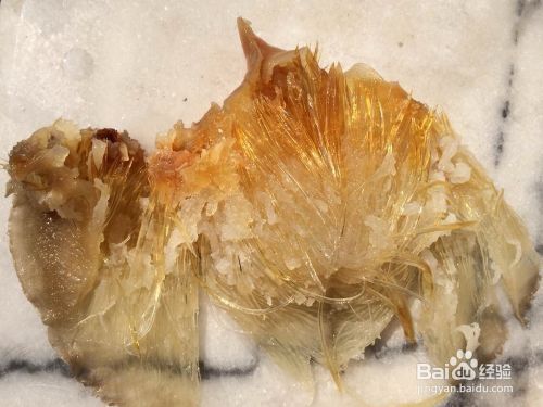 龍魚靠什么辨別食物真假，龍魚如何辨別食物的真假