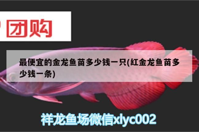 最便宜的金龍魚苗多少錢一只(紅金龍魚苗多少錢一條)