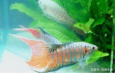 雷龍魚哪個品種最好養，彩虹雷龍、黃金眼鏡蛇雷龍、七彩雷龍、七彩雷龍、七彩雷龍