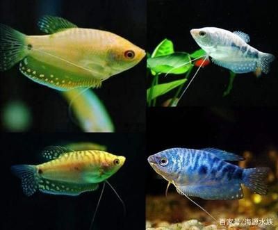 雷龍魚哪個品種最好養，彩虹雷龍、黃金眼鏡蛇雷龍、七彩雷龍、七彩雷龍、七彩雷龍