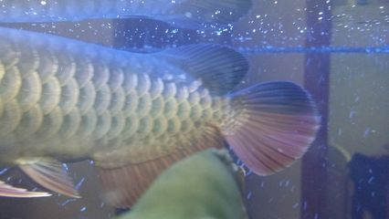 龍魚分幾個品種圖解大全，龍魚品種圖解