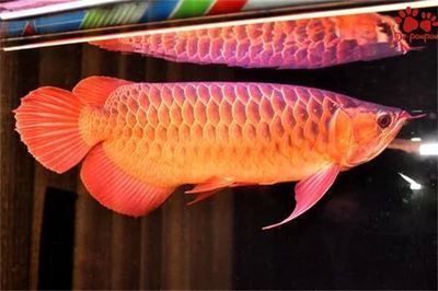 龍魚斷尾恢復(fù)過程：關(guān)于龍魚斷尾恢復(fù)過程的詳細(xì)信息
