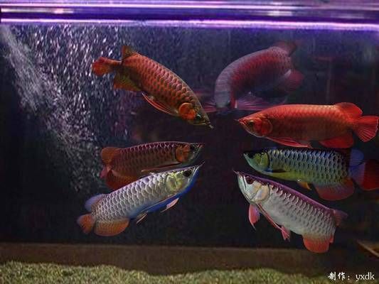 什么是半號龍魚，半號龍魚發色影響因素
